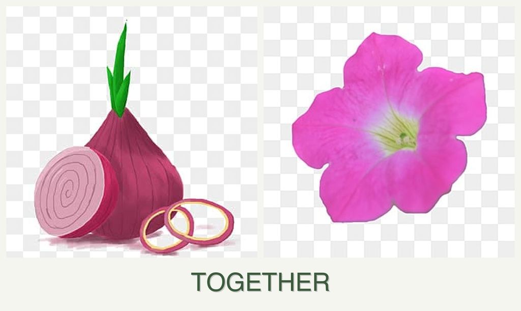 Can you plant onions and petunias together?