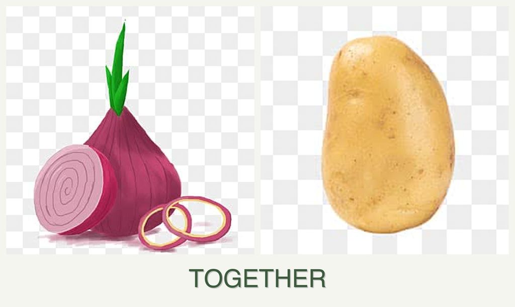 Can you plant onions and potatoes together?