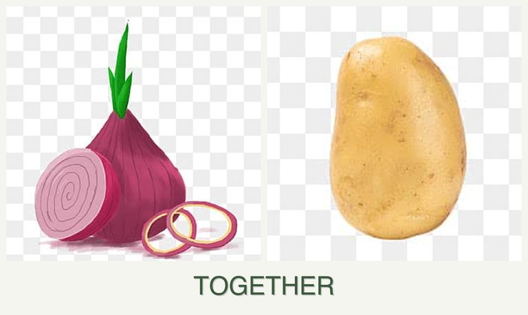 Can you plant onions and potatoes together?