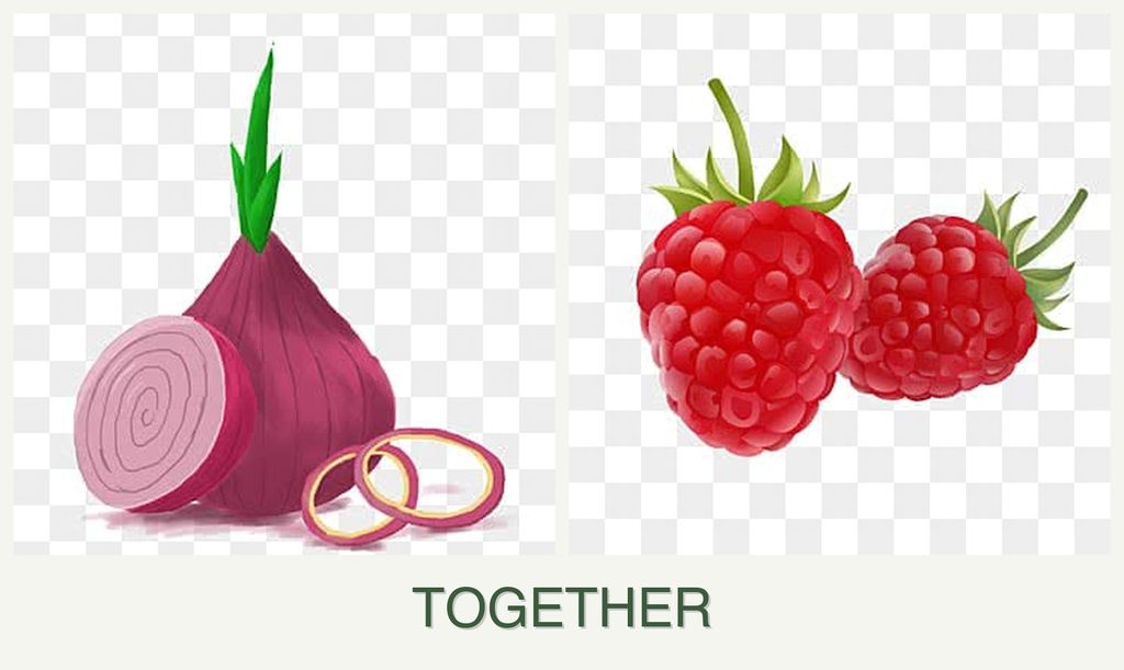 Can you plant onions and raspberries together?