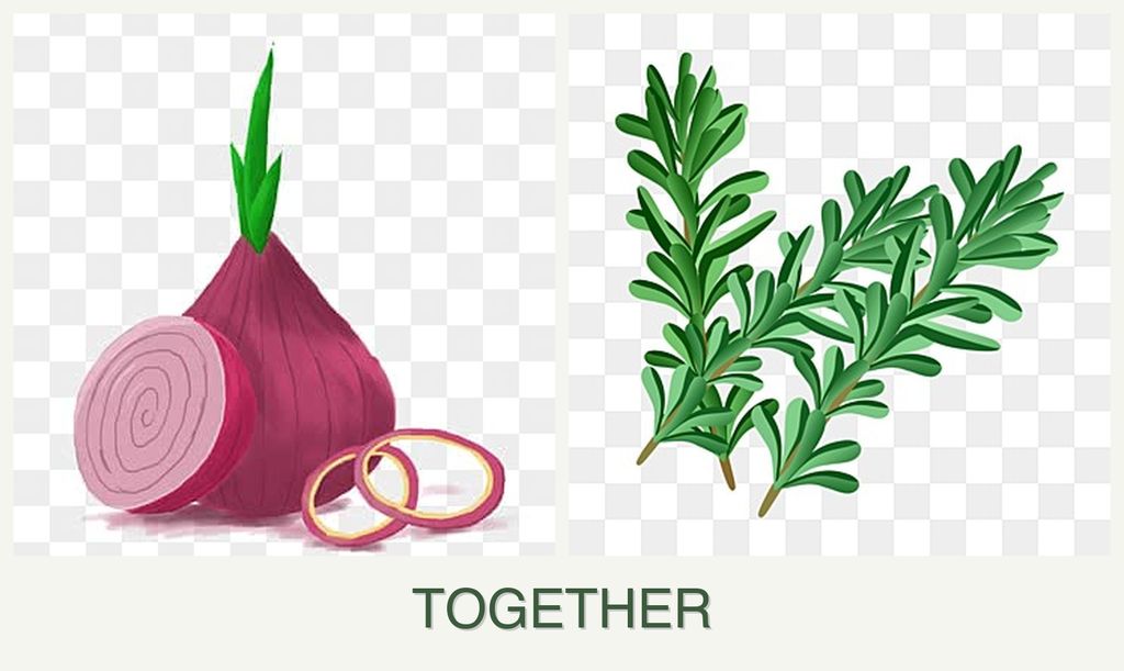 Can you plant onions and rosemary together?