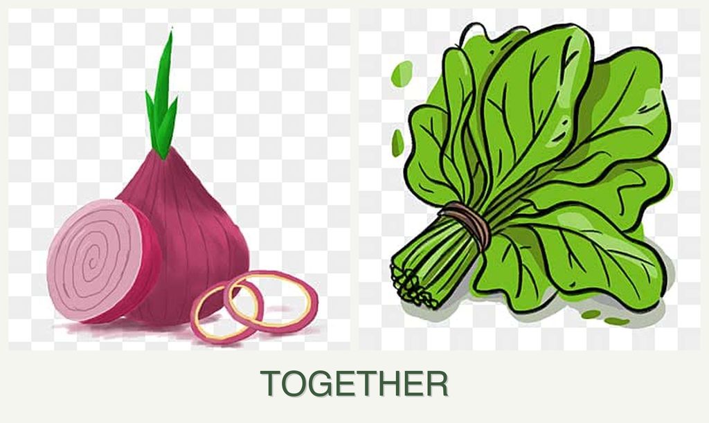 Can you plant onions and spinach together?