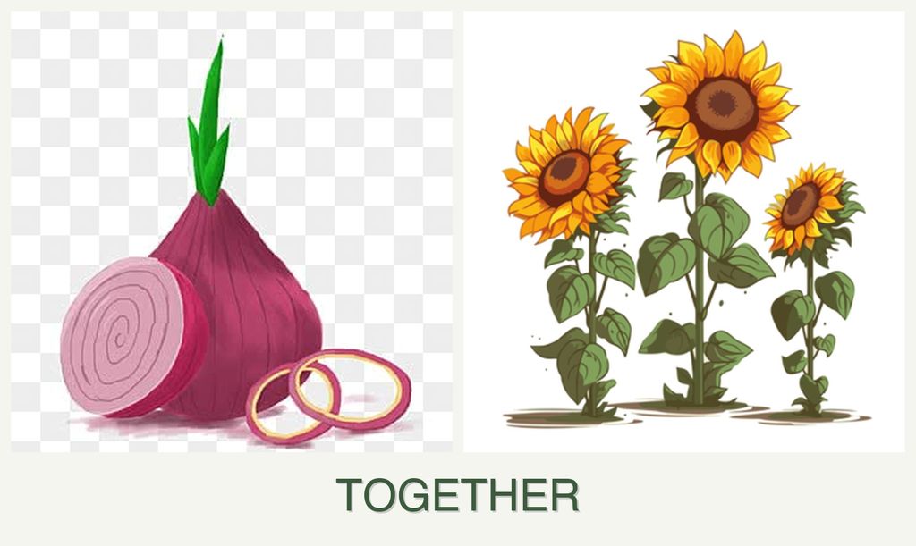 Can you plant onions and sunflowers together?
