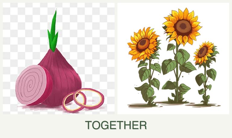 Can you plant onions and sunflowers together?