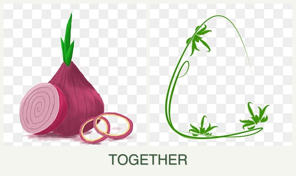 Can you plant onions and tarragon together?