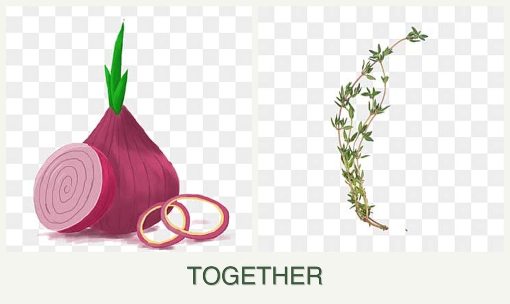 Can you plant onions and thyme together?