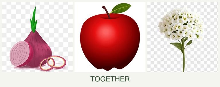 Can you plant onions, apples and alyssum together?