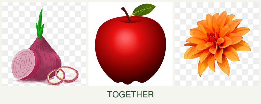 Can you plant onions, apples and dahlias together?