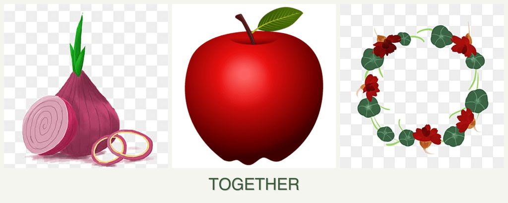 Can you plant onions, apples and nasturtiums together?