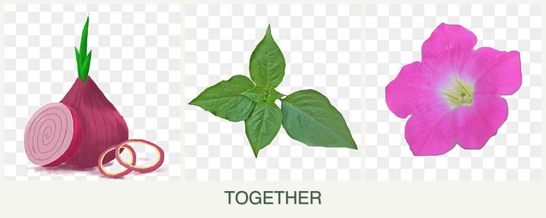 Can you plant onions, basil and petunias together?