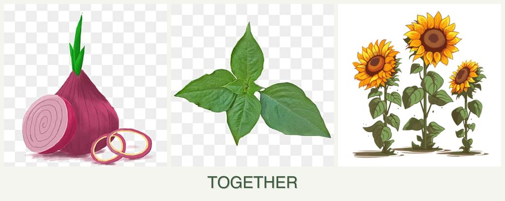 Can you plant onions, basil and sunflowers together?