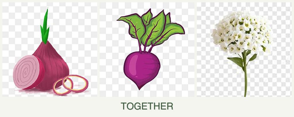 Can you plant onions, beets and alyssum together?