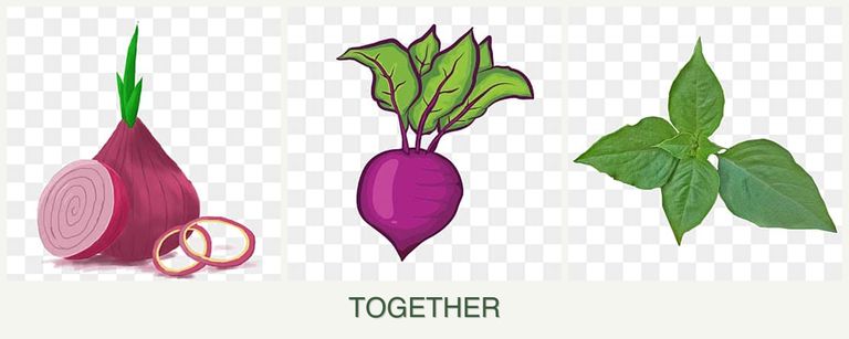 Can you plant onions, beets and basil together?