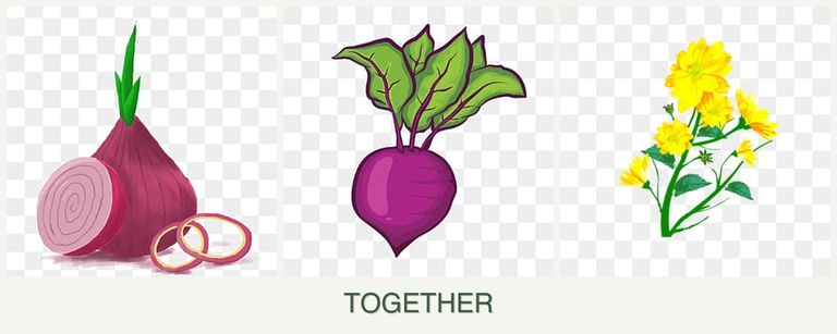 Can you plant onions, beets and calendula together?