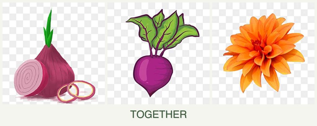 Can you plant onions, beets and dahlias together?