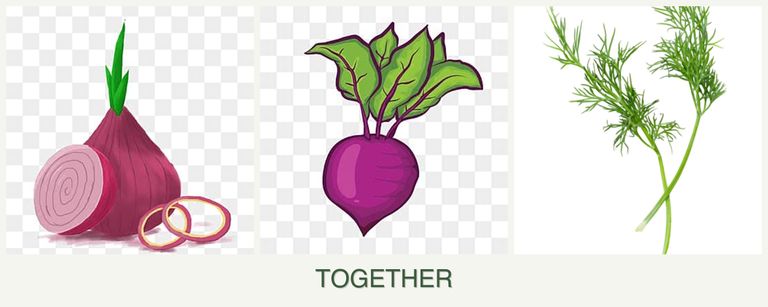 Can you plant onions, beets and dill together?