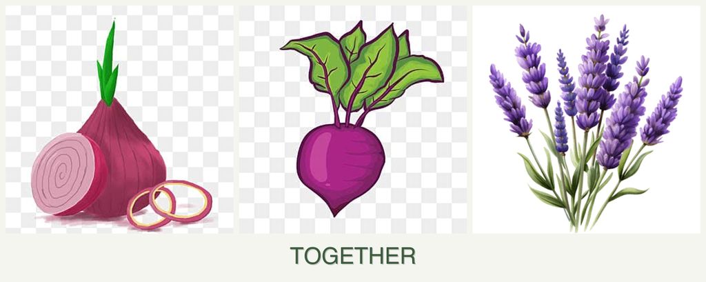 Can you plant onions, beets and lavender together?