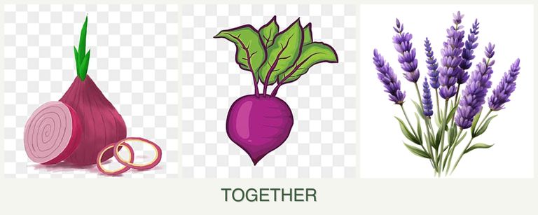 Can you plant onions, beets and lavender together?