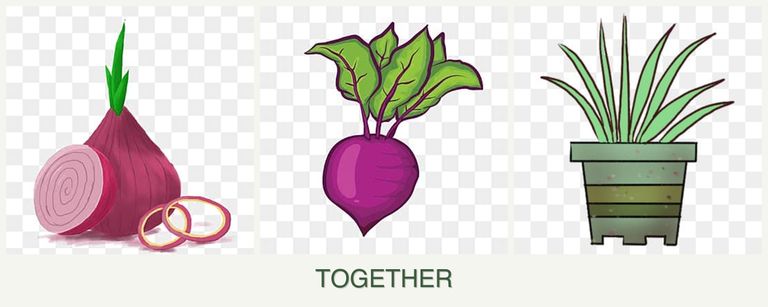 Can you plant onions, beets and lemongrass together?