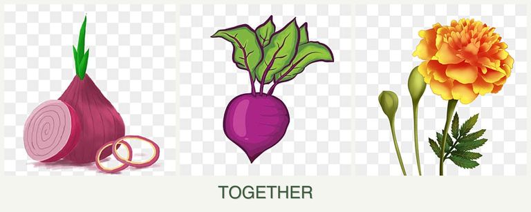 Can you plant onions, beets and marigolds together?