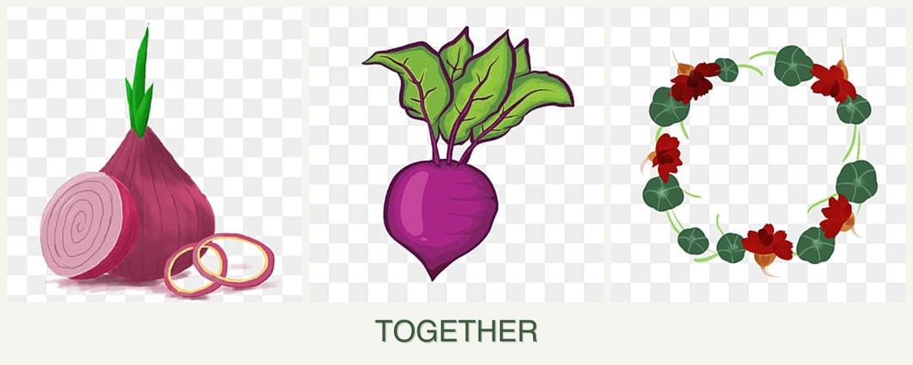Can you plant onions, beets and nasturtiums together?