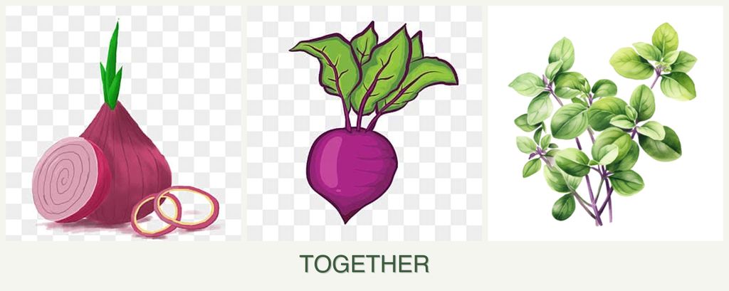 Can you plant onions, beets and oregano together?