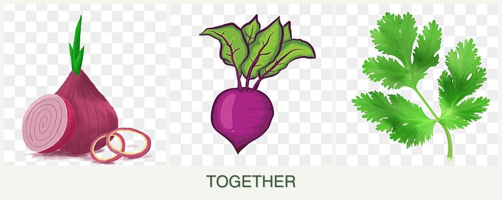Can you plant onions, beets and parsley together?