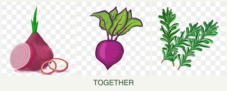 Can you plant onions, beets and rosemary together?