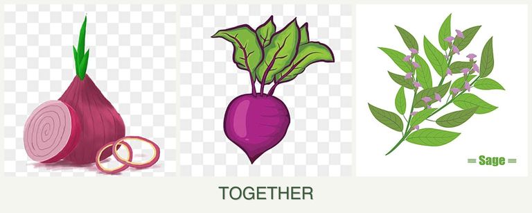 Can you plant onions, beets and sage together?