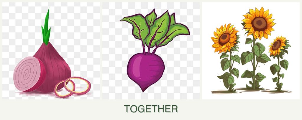 Can you plant onions, beets and sunflowers together?