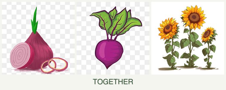 Can you plant onions, beets and sunflowers together?