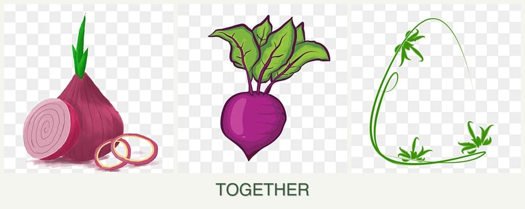 Can you plant onions, beets and tarragon together?