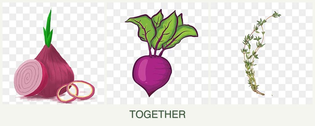 Can you plant onions, beets and thyme together?