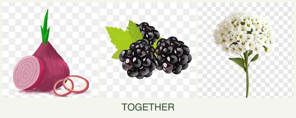 Can you plant onions, blackberries and alyssum together?