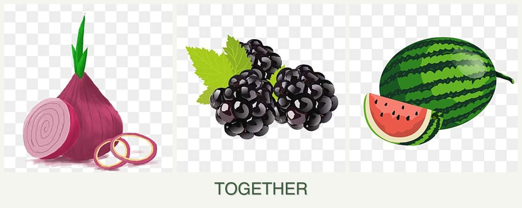 Can you plant onions, blackberries and melons together?