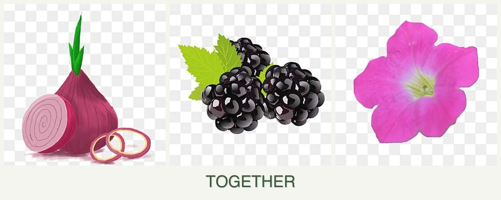 Can you plant onions, blackberries and petunias together?