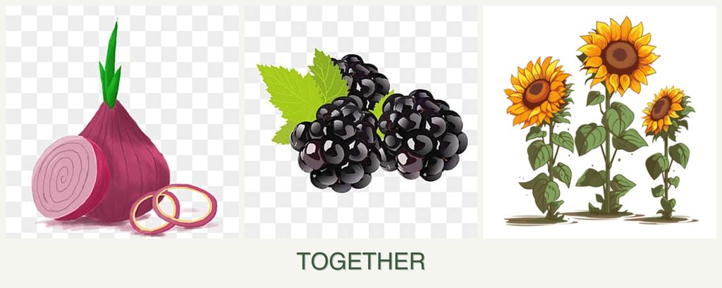 Can you plant onions, blackberries and sunflowers together?