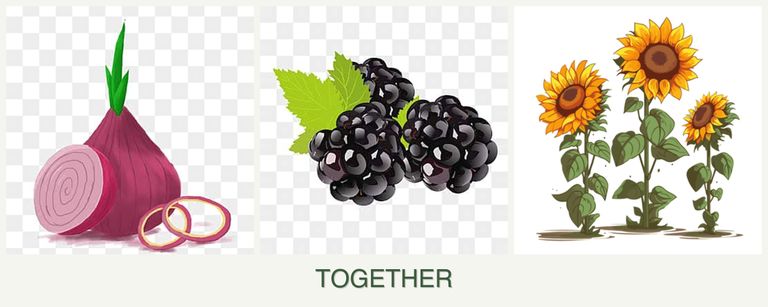 Can you plant onions, blackberries and sunflowers together?