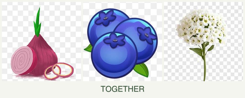 Can you plant onions, blueberries and alyssum together?