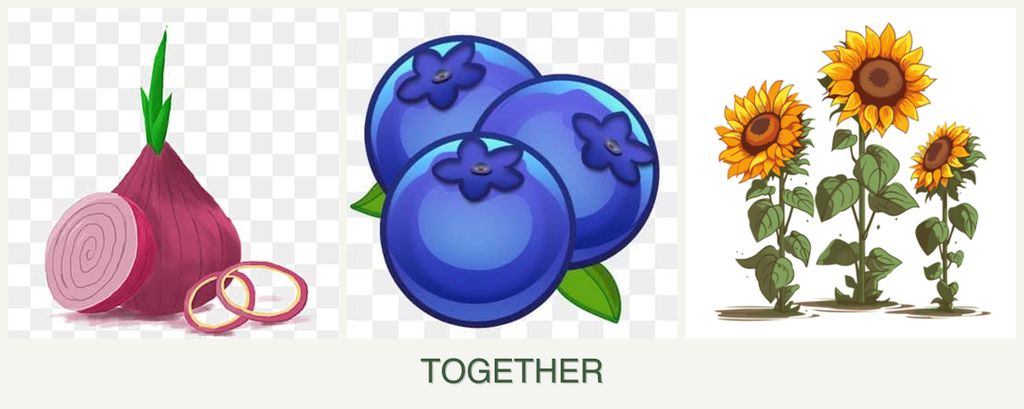 Can you plant onions, blueberries and sunflowers together?
