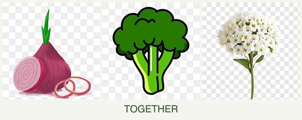 Can you plant onions, broccoli and alyssum together?