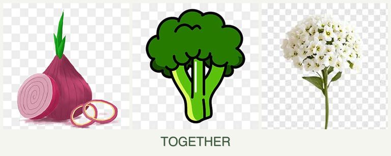 Can you plant onions, broccoli and alyssum together?