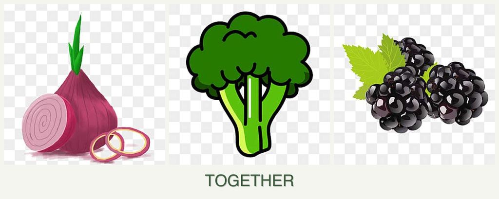 Can you plant onions, broccoli and blackberries together?