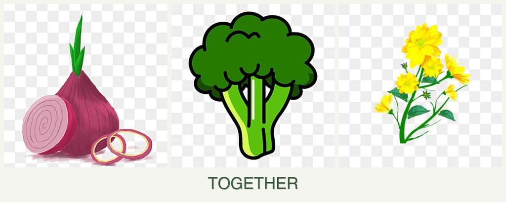 Can you plant onions, broccoli and calendula together?