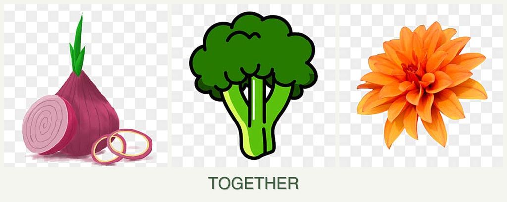 Can you plant onions, broccoli and dahlias together?