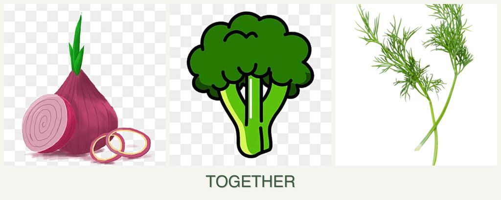 Can you plant onions, broccoli and dill together?