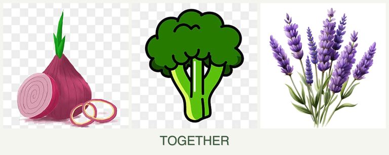 Can you plant onions, broccoli and lavender together?