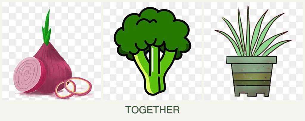 Can you plant onions, broccoli and lemongrass together?