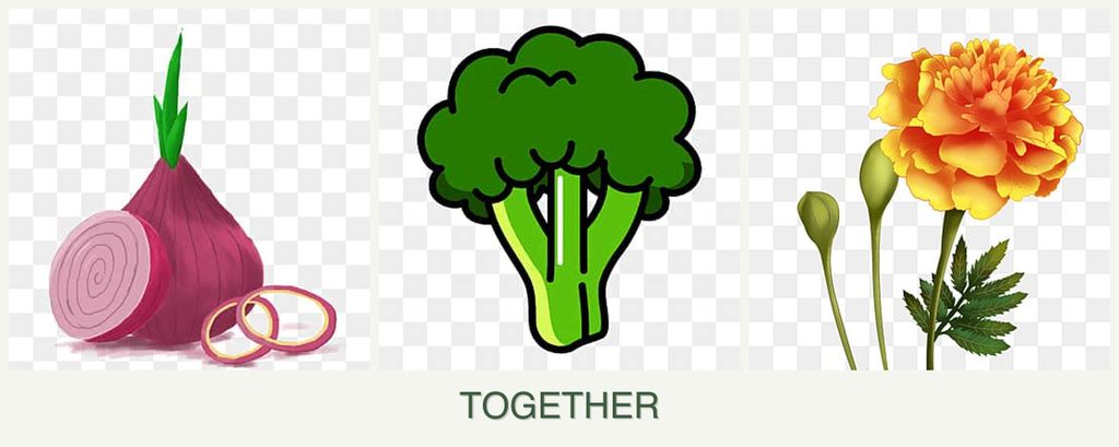 Can you plant onions, broccoli and marigolds together?