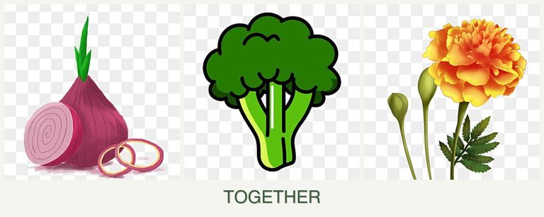 Can you plant onions, broccoli and marigolds together?